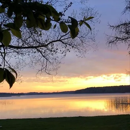 Holenderski Jasieniec