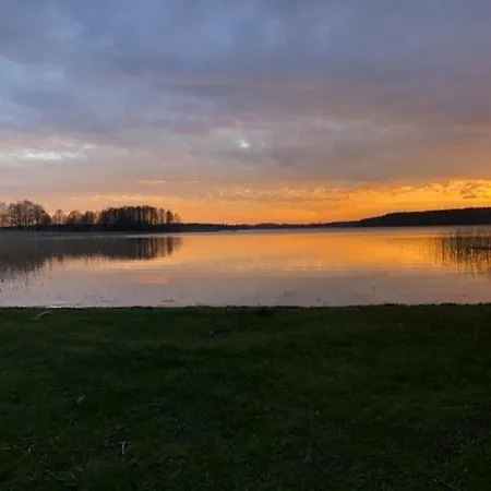 Holenderski Jasieniec *